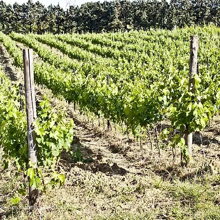 Lantställe Il Casale Tra I Vigneti Magione